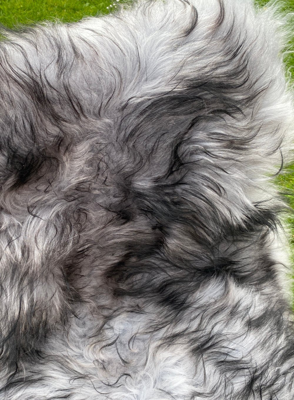 Black Tipped Silver Grey Icelandic Sheepskin Rug - Image 3