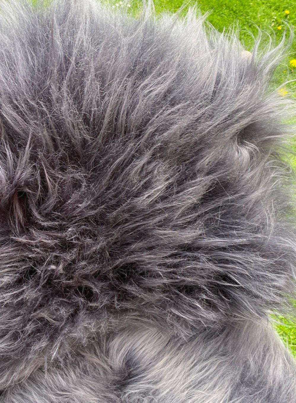 Dark Grey Icelandic Sheepskin Rug - Image 3