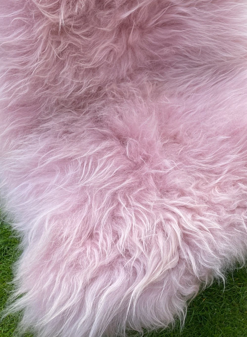 Dyed Pink Icelandic Sheepskin Rug - Image 3
