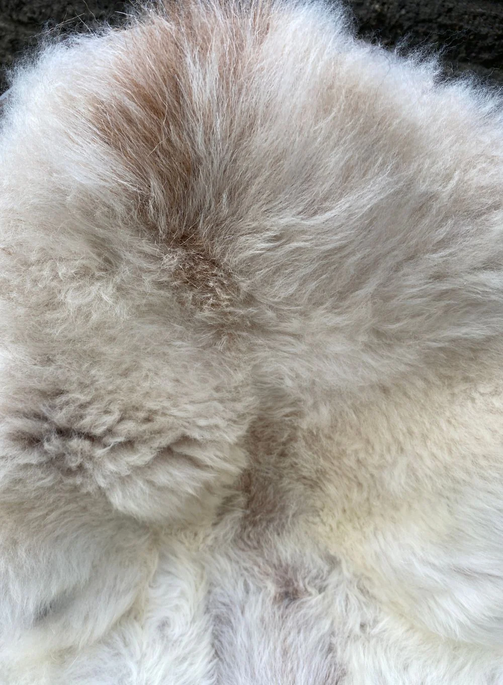 Brixton Cream Badger Face Welsh Mountain Sheepskin Rug - Image 2