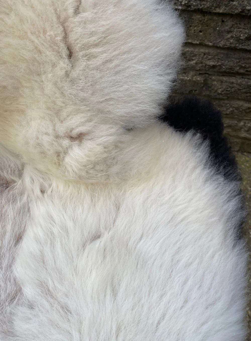 Brixton Cream Badger Face Welsh Mountain Sheepskin Rug - Image 6