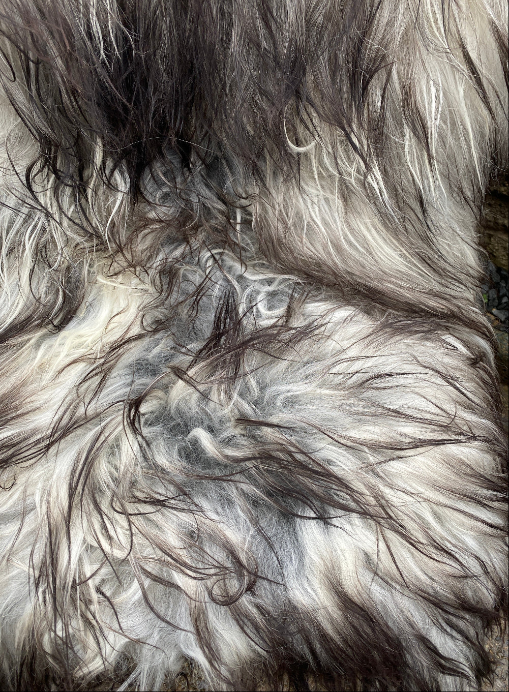 Alperton One-Off Natural Black White Icelandic Sheepskin Rug - Image 3