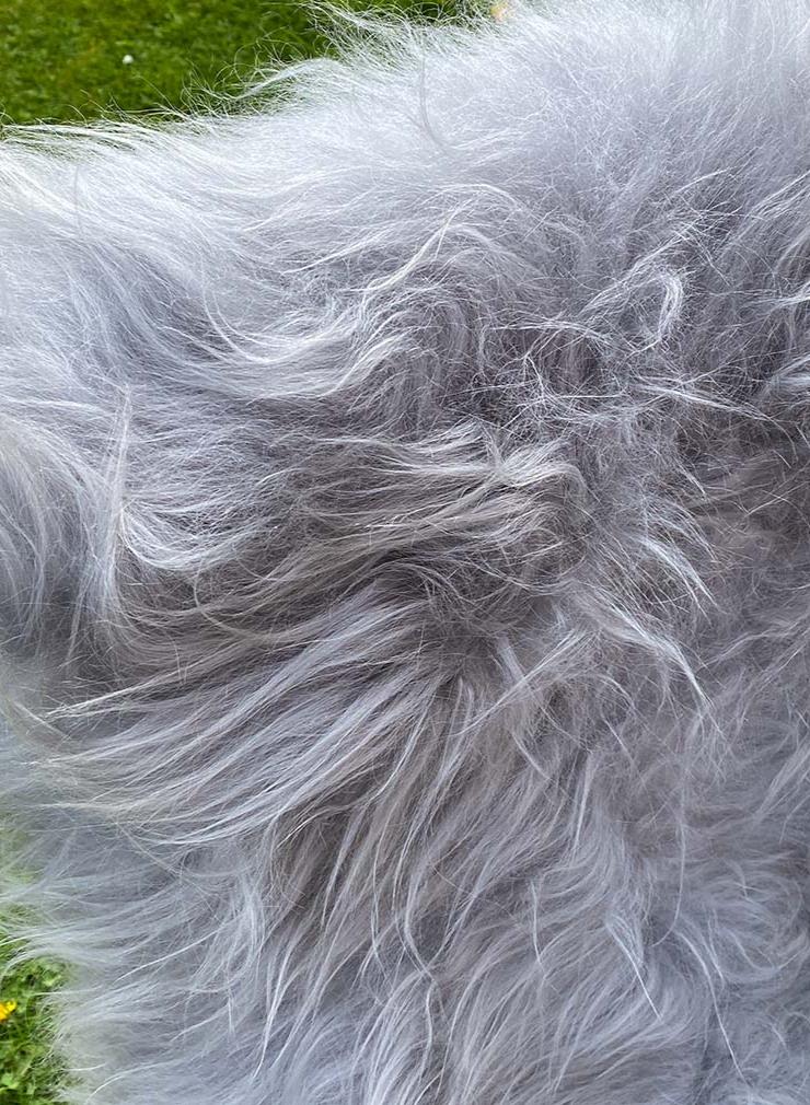 Light Silver Grey Icelandic Sheepskin Rug - Image 4