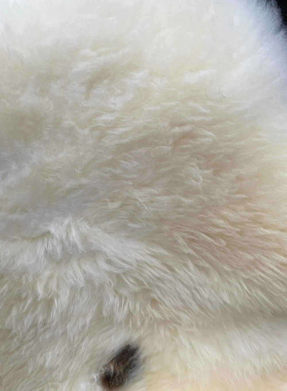 Baron Cream Spot British Sheepskin Rug - Image 3