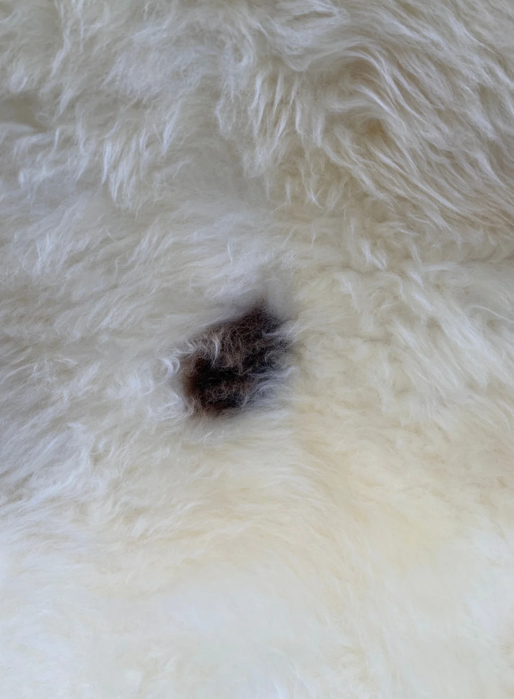 Baron Cream Spot British Sheepskin Rug - Image 4