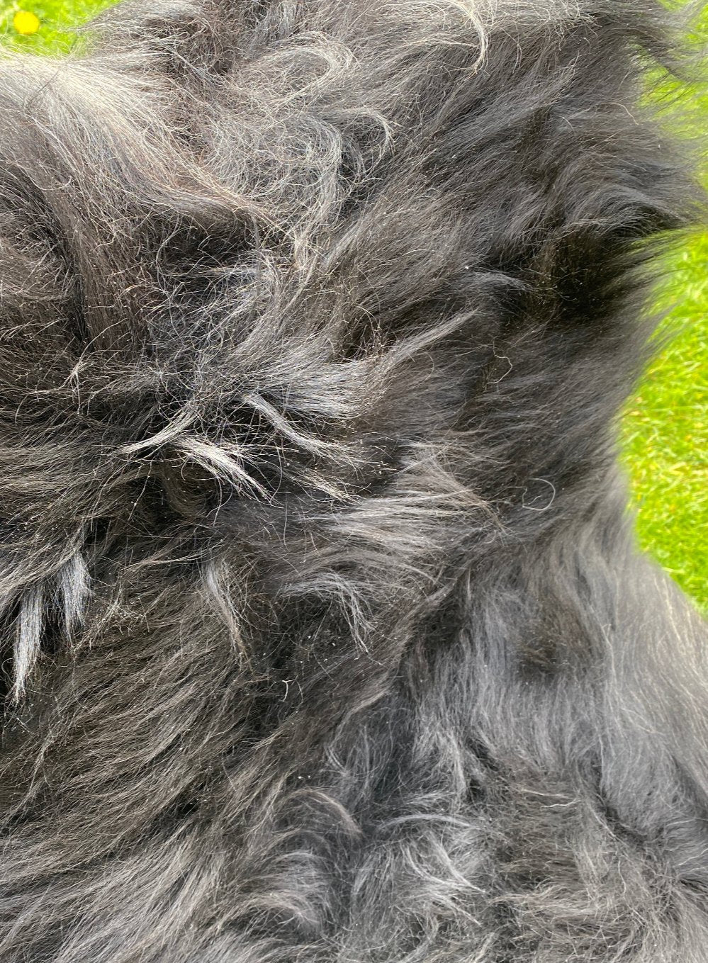 Natural Black Icelandic Sheepskin Rug - Image 3
