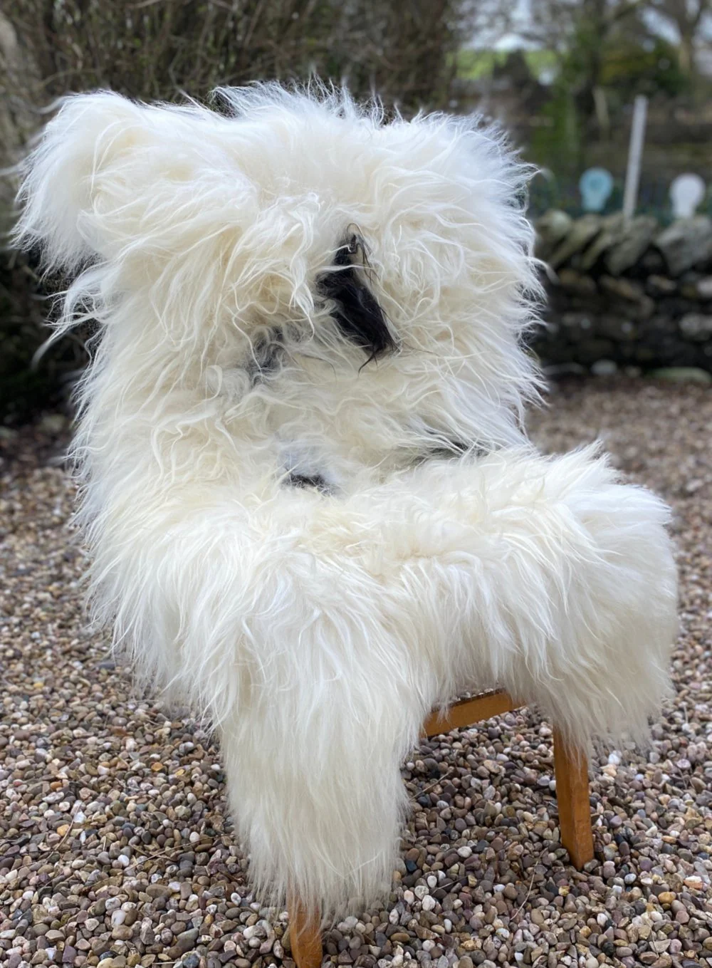 Natural Spotty Black White Icelandic Sheepskin Rug - Image 12