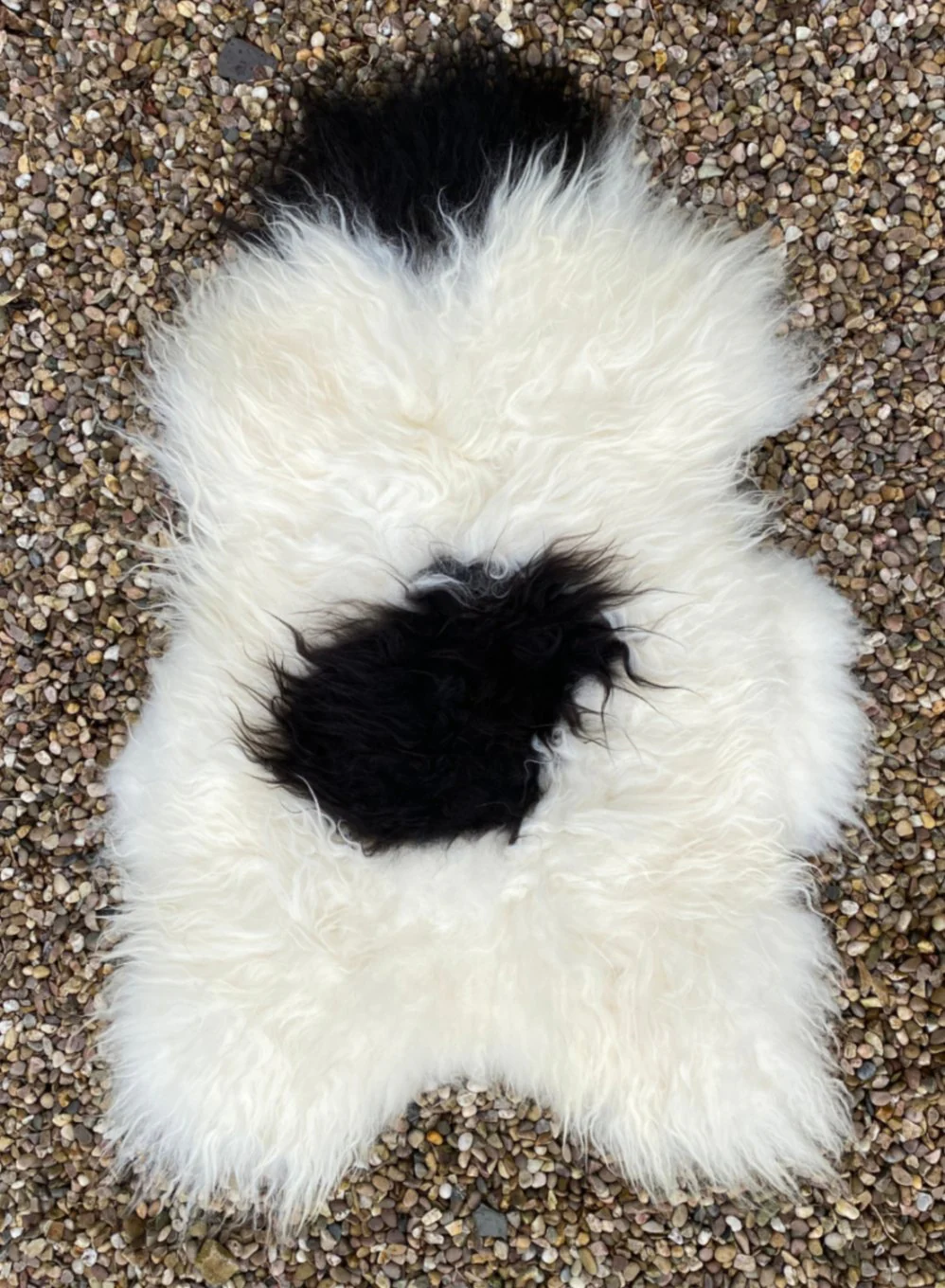 Natural Spotty Black White Icelandic Sheepskin Rug - Image 3