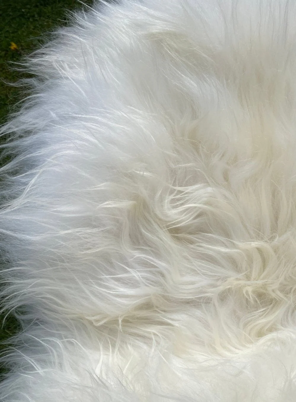 Natural White Icelandic Sheepskin Rug - Image 3