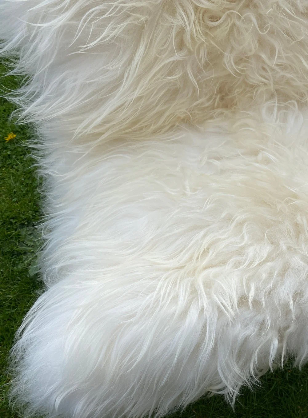 Natural White Icelandic Sheepskin Rug - Image 4