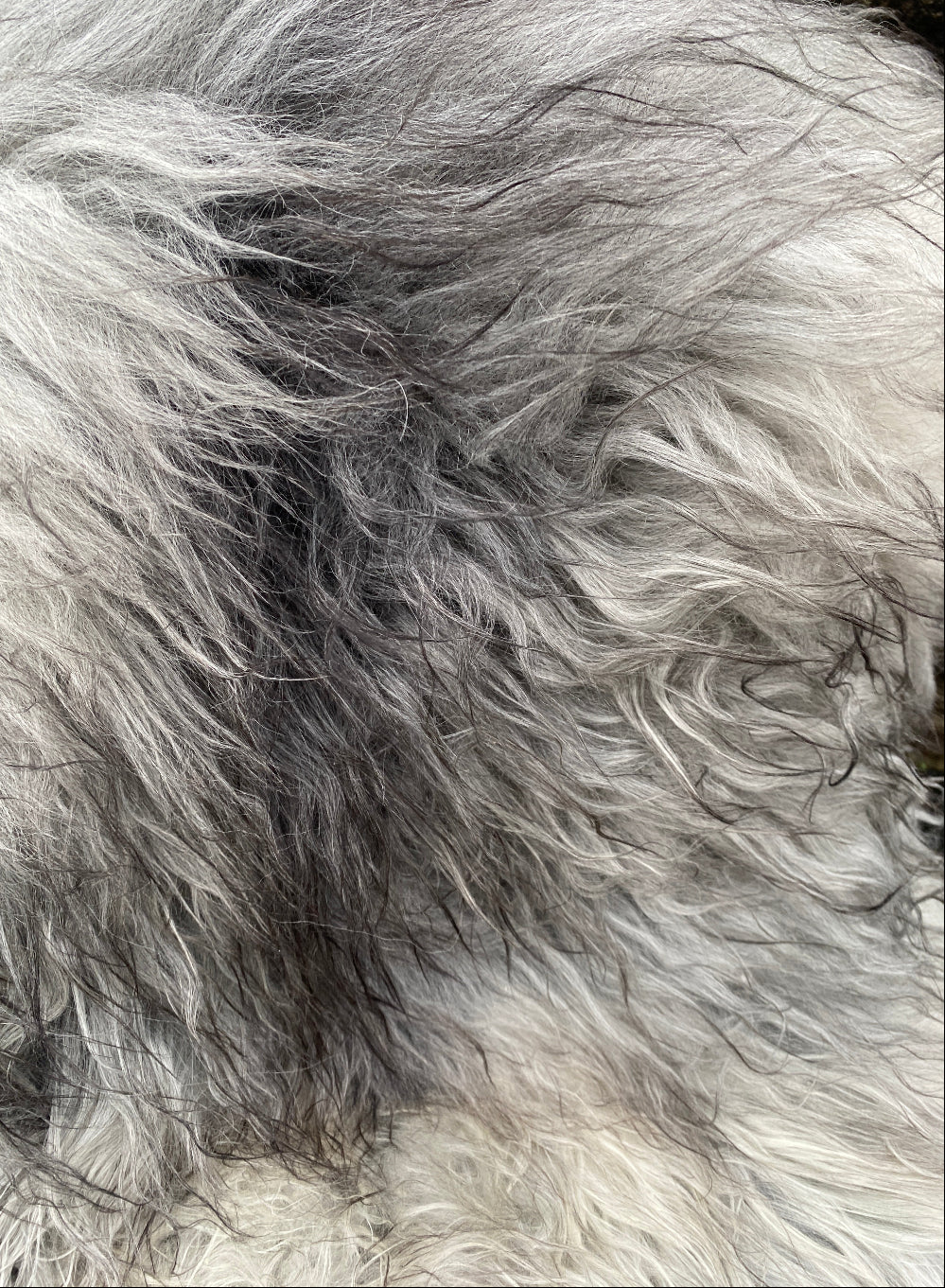 Dollis One-Off Large Natural Grey and Cream Icelandic Sheepskin Rug - Image 3