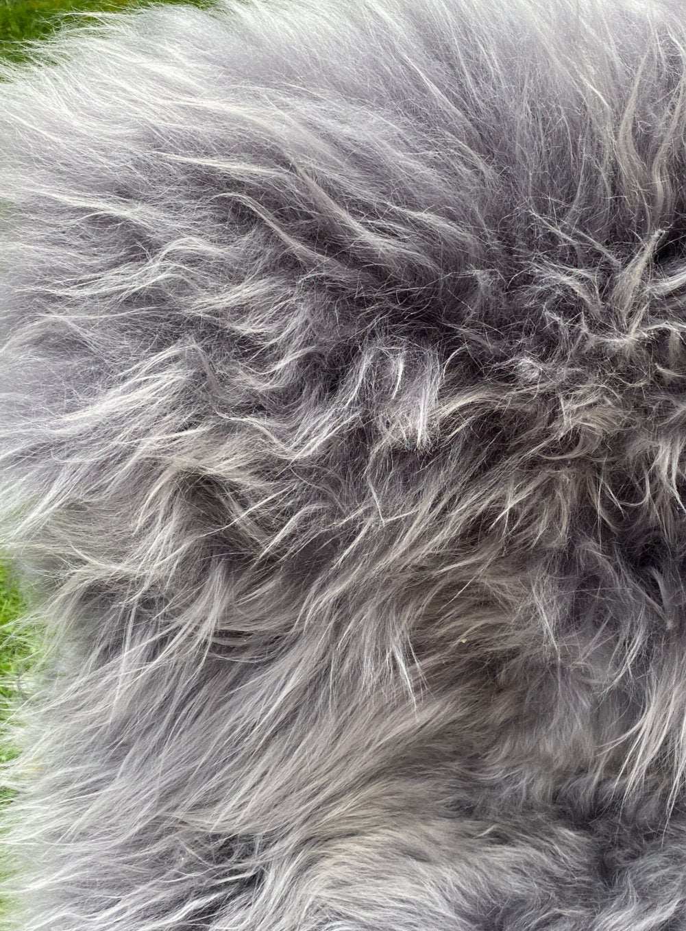 Slate Grey Icelandic Sheepskin Rug - Image 4