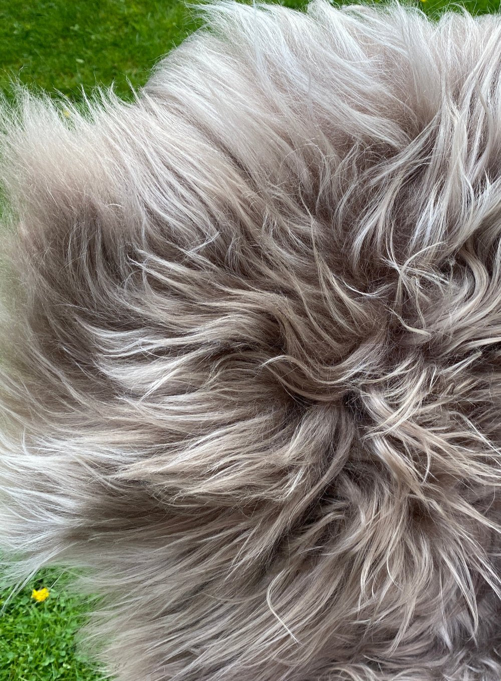 Taupe Light Brown Icelandic Sheepskin Rug - Image 4